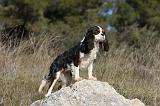 CAVALIER KING CHARLES 277